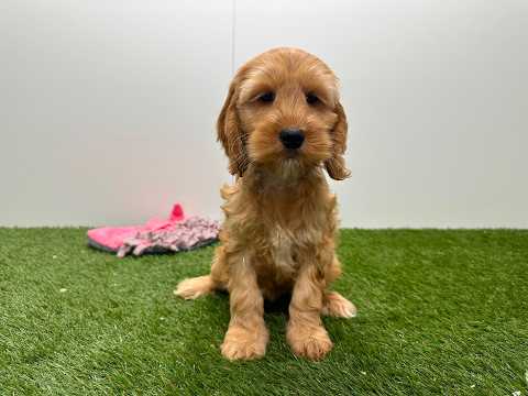 Video van Cockapoo Female Apricot - PUP-ID 010724846 | Dierenhof Debrabandere