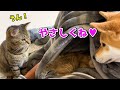 柴犬立ち合いのもと、先住猫リリと子猫の直接ご対面♥　Shiba Inu watches a kitten like a mother