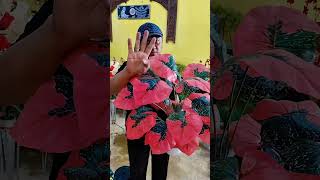 Keladi artificial #tanamanhias #keladihias #keladiartificial