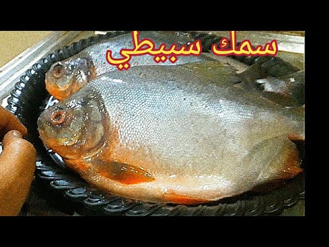 سمك سبيطي سمج سبيطي اطيب سمك السبيطي