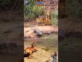anjing menggonggong melihat harimau loncat mengejar buaya #animals #crocodile #dog #tiger #shorts