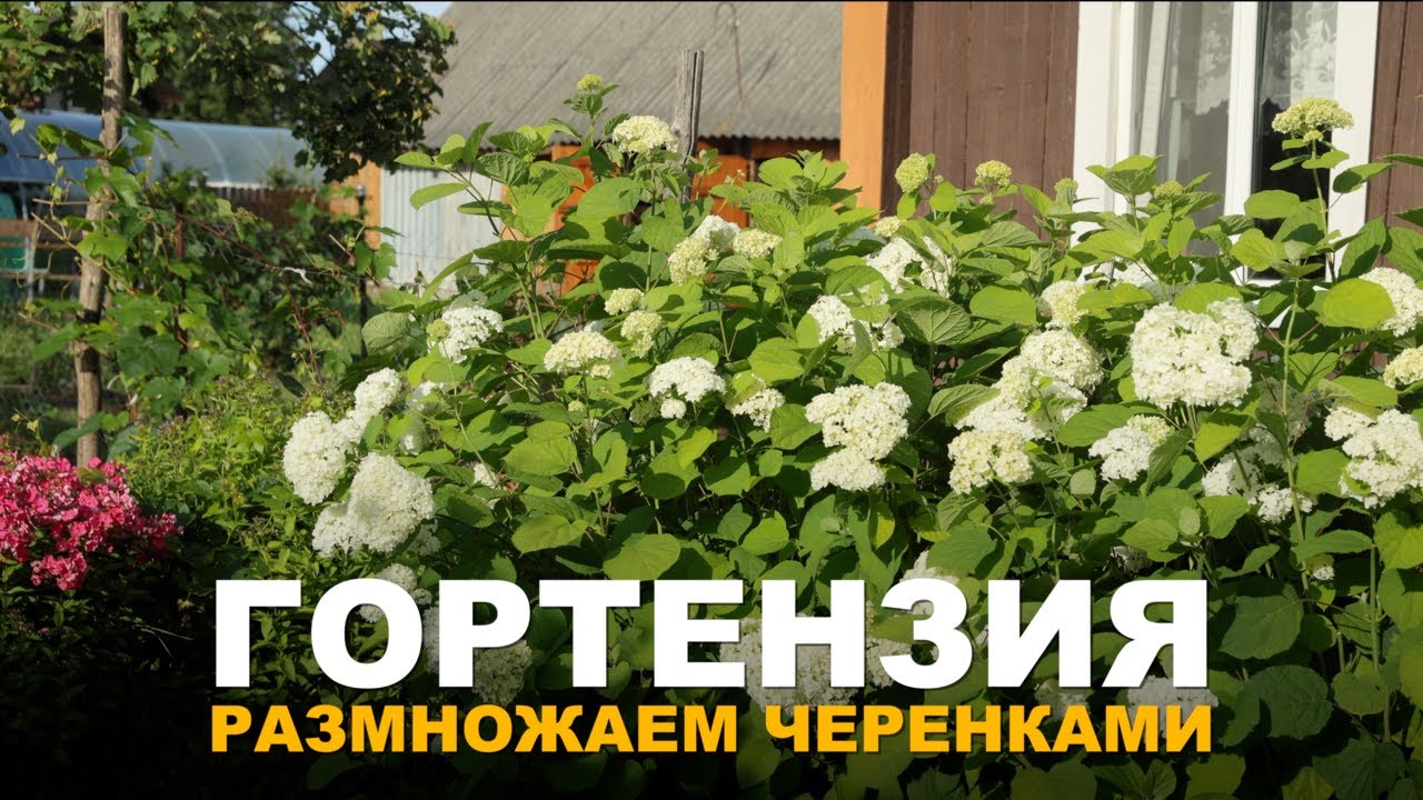 СВОИ САЖЕНЦЫ МЕТЕЛЬЧАТОЙ ГОРТЕНЗИИ БЕЗ СЛОЖНОСТЕЙ. Простой способ размножения метельчатой гортензии.