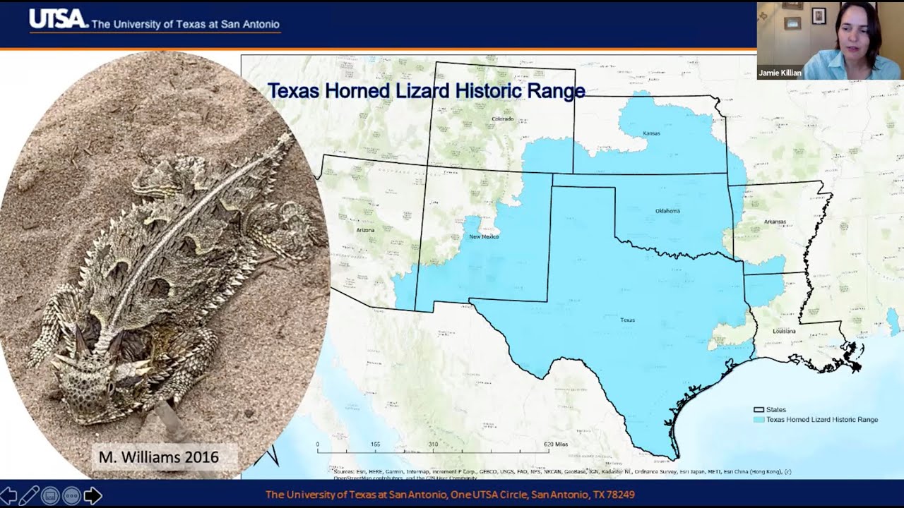 Community Science and the Texas Horned Lizard