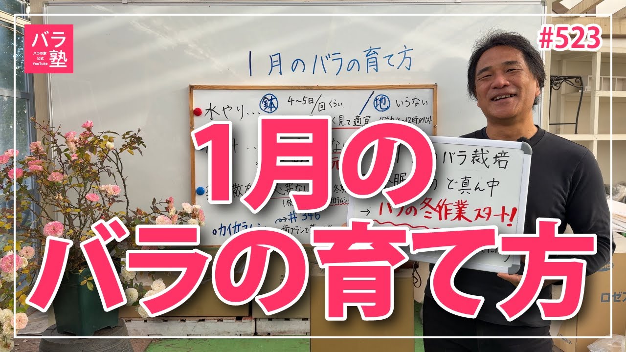 家の中を明るくするバラ 523 Caring for Roses in January [How to Grow Roses: January] - YouTube