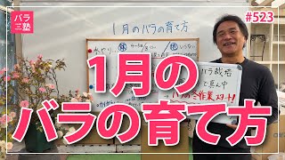 家の中を明るくするバラ リヒト #Licht . . オレンジがかるオレンジの花色におおらかなロゼット