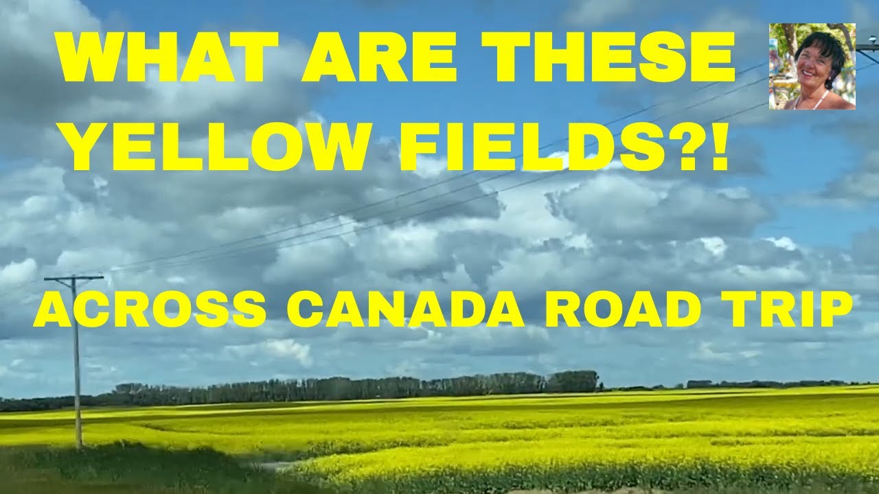 ACROSS CANADA ROAD IN CAMPER VAN: EP. 19 YELLOW FIELDS IN MANITOBA
