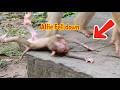 Alfie Fell Down!-Poor Alfie Fell Off the Edge-Alfie Loses His Balance | yavyav monkey Ep001013