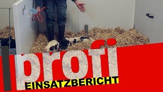 EuroTier Spezial: Einsatzbericht Heusmann Soft-Drencher screenshot 1