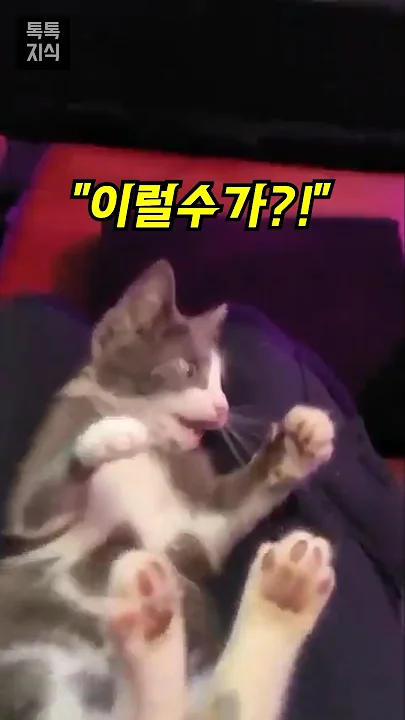 친구를 떨어뜨린 아기 고양이 반응