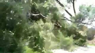Giant tree falls on bull dozer!