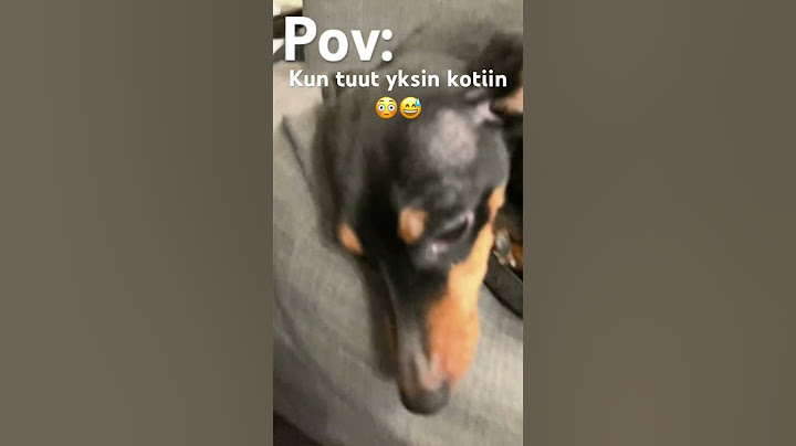 Pov: kun tuut kotiin ja tajuat että sun koira on tehny jotain tyhmää.(Vein leivät pois roskiin siis)