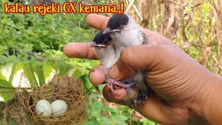 keseruan ngejar anakan burung dan mengecek sarang burung! jekpot dua anakan