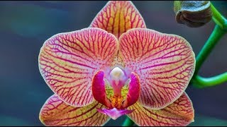 видео Мучнистый червец на орхидее как избавиться