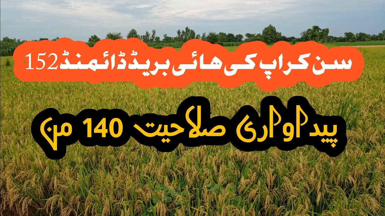 Rice variety hybrid f1 diamond 152