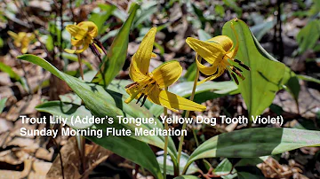 Trout Lily (Adder’s Tongue, Yellow Dog Tooth Violet): Sunday Morning Flute Mediation.