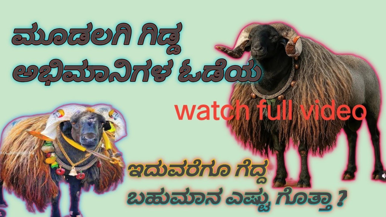Mudalagi gidda ಮೂಡಲಗಿ ಗಿಡ್ಡ ಅಭಿಮಾನಿಗಳ ಒಡೆಯನ ಸಂಪೂರ್ಣ ಮಾಹಿತಿ ನಿಮ್ಮ ಮುಂದೆ,🔥👍