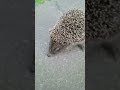 Hedgehog / Ежонок