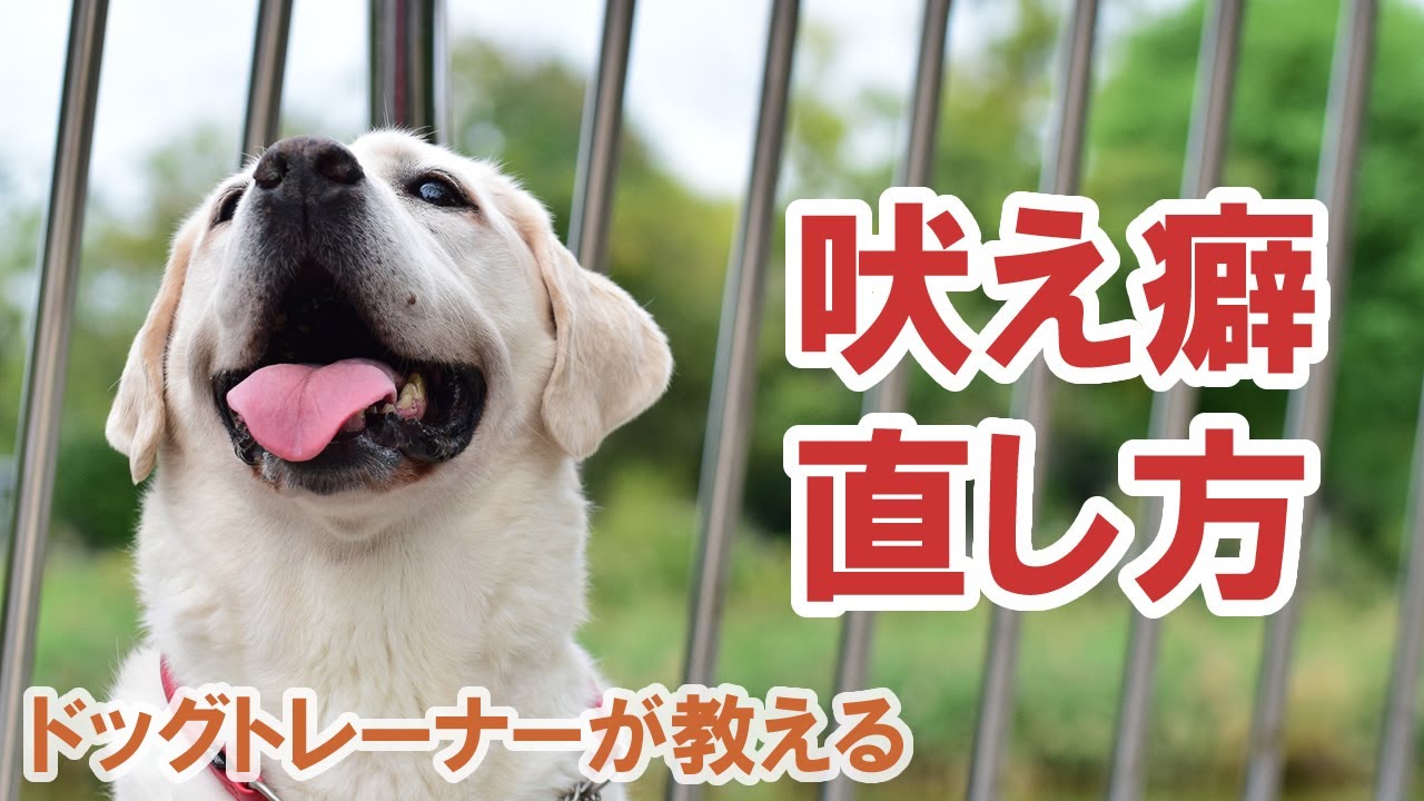 無駄吠え防止 吠え癖の直し方 ドッグトレーナーのしつけ教室初級編 Youtube