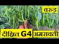 Deekshith G4 Hybrid Chilli | Most Virus Free | Aditya Aher (Pusla) Warud Amravati | Kisan Agro Cart