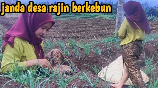 Pesona Janda Desa Bercocok Tanam Di Kebun Suasana Pedesaan Jawa Barat