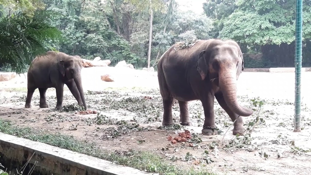 Elephant breaking the sticks eating meal Nature park Mysore Zoo