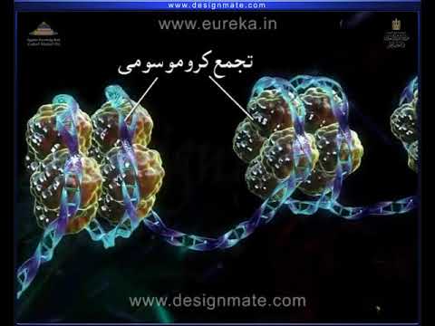 البيولوجية الجزيئية تركيب الكروماتين 