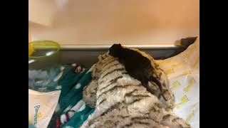 Just Hours Old, This Premature Orphan Came To Us Hanging Onto Life By A Thread by CUDDLY 97 views 3 days ago 13 seconds