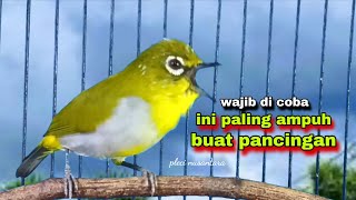 Begini‼️Pleci Ngalas Cari Lawan,Bikin Pleci Bustomi Gacor 