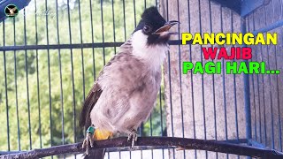 Pancingan Kutilang WAJIB Pagi, Siang, Sore,,,Dijamin Langsung BUNYI...!!!