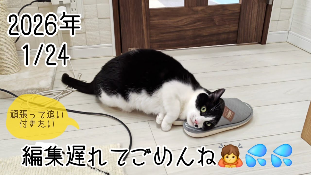 【保護猫】2026.1.24 撮影分