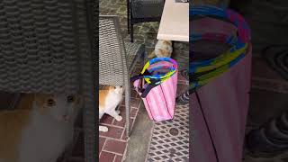 #anime #song #dubai #curiosidades #curiosity #cat #dubai #pink #catvideos #dubailife #dubainights