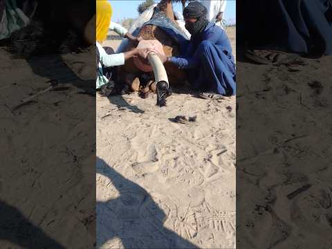 انحشار الق د م ب ش یء م لو ن وإخراج ه ب ت أ ن