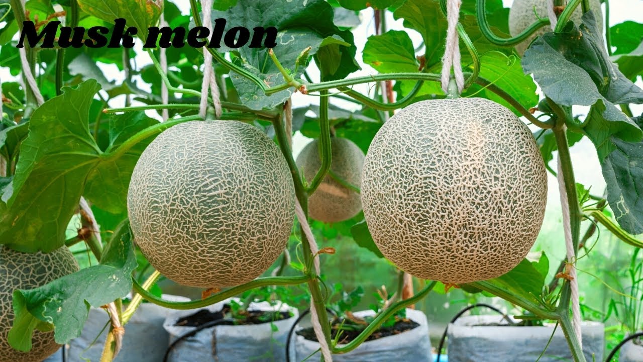 ✅How to grow🍈Rockmelon - Cultivation Rockmelon | Agriculture Technology Grow Rockmelon - Shamam