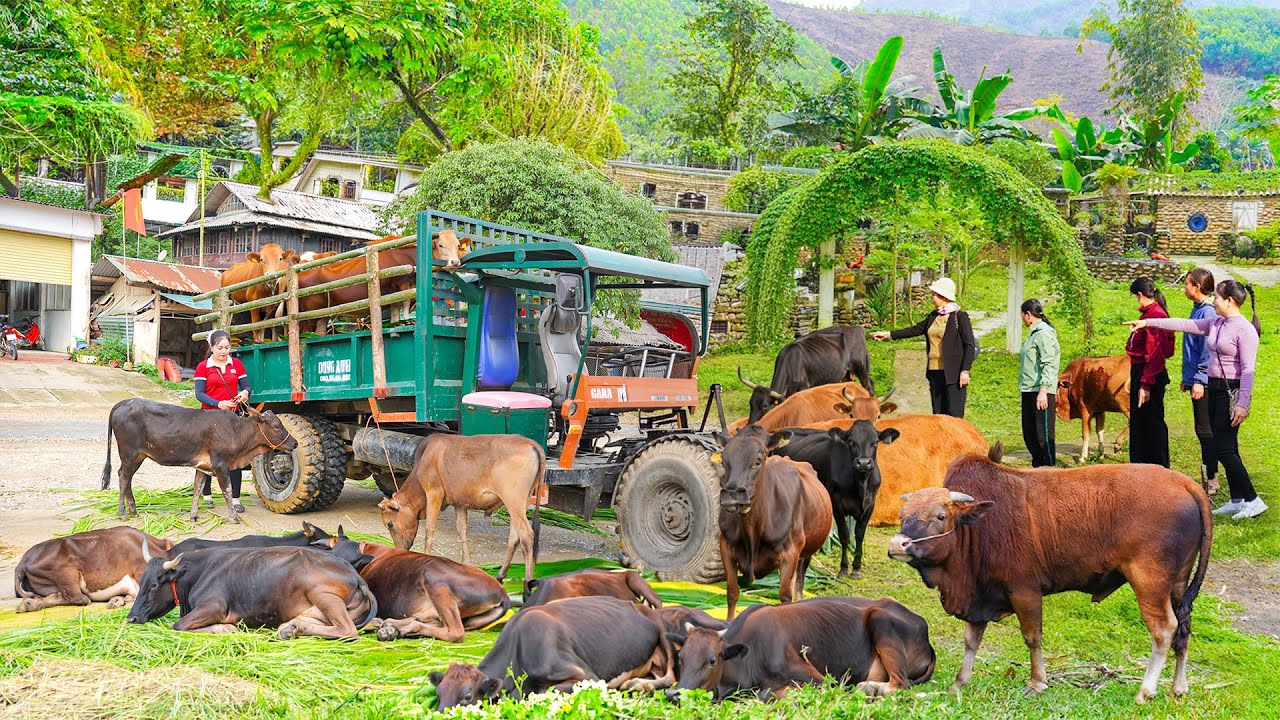 Harvesting Many Cows and Selling at Market - Peaceful Farm Life | Đào Daily Farm