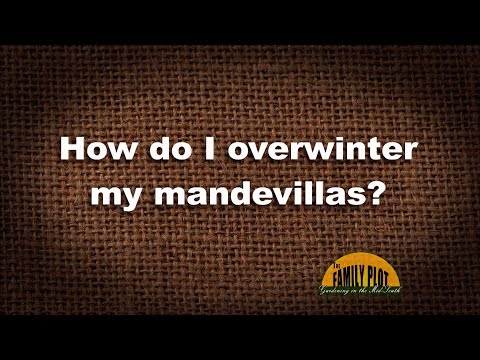 Video: Mandevilla Plant Care - Cómo hibernar las plantas de Mandevilla