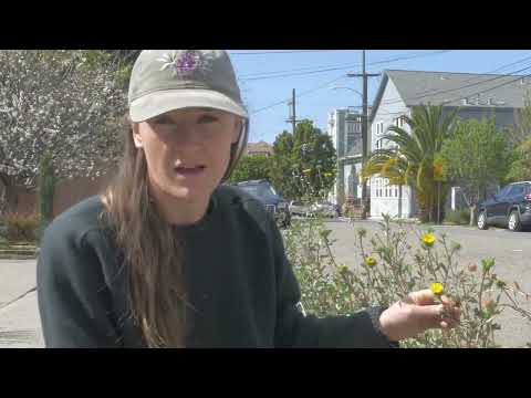 Video: Obnavljanje staništa kod kuće: uklanjanje travnjaka za domaće biljke u dvorištu