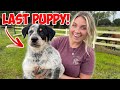 It's Coming TO AN END! | ONLY 1 PUPPY LEFT!