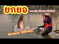 ยกยอ หนองมุ่น ►Fishing lifestyle Ep.666