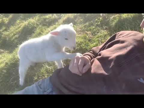 When Cute Lamb Need Attention / Compilation video part1