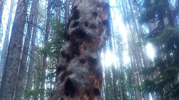 White Bigfoot Ducking - 2016 - Just Came Across This - BIGFOOT UNIVERSE