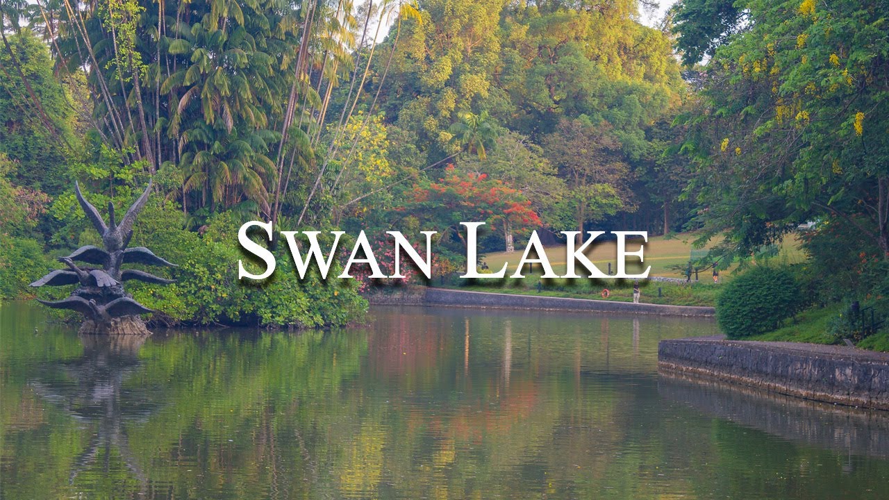 SINGAPORE PARKS - Swan Lake | Singapore Botanic Gardens | Relaxing Music