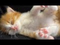膝の上で眠る子猫が可愛すぎました【子猫成長日記】