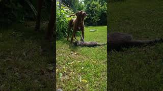 Playtime. Max and Rex funny and playful🐈🐕 #funnyvideo