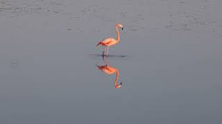 American Flamingo by Karen Willes  2023 Audubon Photography Awards