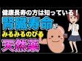 【健康長寿の方は知っている！腎臓寿命がみるみるのびる天然薬】について現役医師が分かりやすく解説します