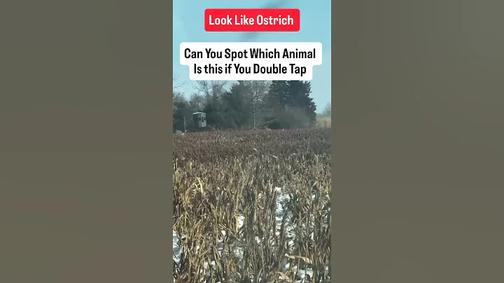 Which animal Answer this question? #challenge #reels #animals #youtube #viral #nature #naturelovers