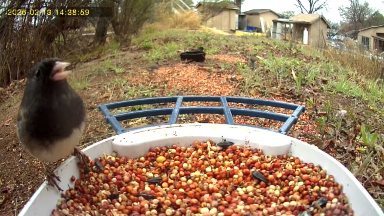 Calm, relaxing live streams.