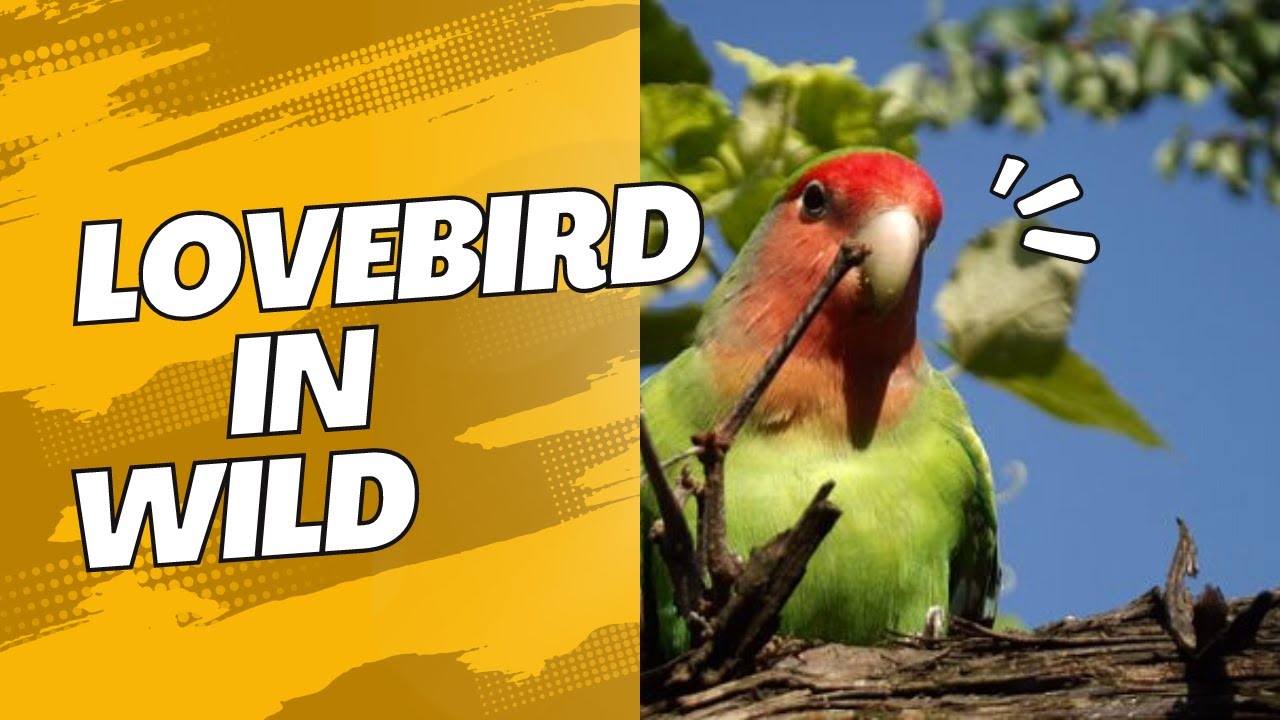 Lovebirds sound Lovebirds in wild Love birds YouTube