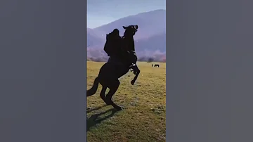 نحن اسود لا نهاب اناشيد جهاديه 