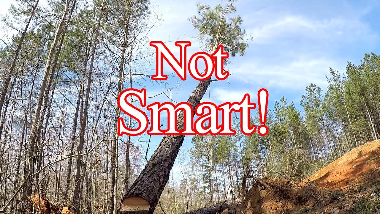 Big Tree Almost Went The Wrong Way - YouTube